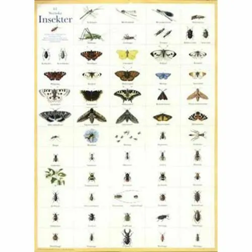 Billede af Svenska insekter - plakat