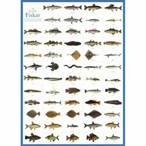 Billede af Svenska fiskar - plakat